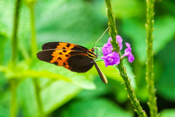 Melinaea is a genus of clearwing (ithomiine) butterflies. They are in the brush-footed butterfly family, Nymphalidae.

