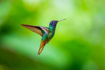 Flying Golden-tailed Sapphire - Chrysuronia oenone, beautiful colored hummingbird from Andean slopes of South America, Wild Sumaco, Ecuador. Colibri