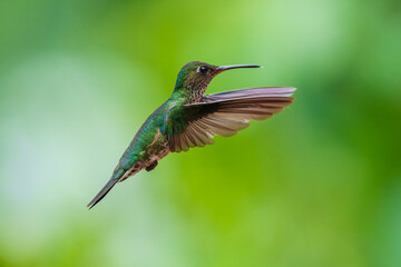 Flying Golden-tailed Sapphire - Chrysuronia oenone, beautiful colored hummingbird from Andean slopes of South America, Wild Sumaco, Ecuador. Colibri