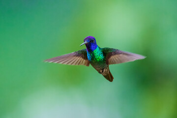Flying Golden-tailed Sapphire - Chrysuronia oenone, beautiful colored hummingbird from Andean slopes of South America, Wild Sumaco, Ecuador. Colibri