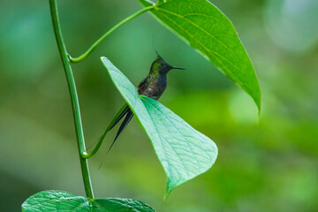 The Wire-crested Thorntail, Discosura popelairii is an elegant and iridescent hummingbird of...
