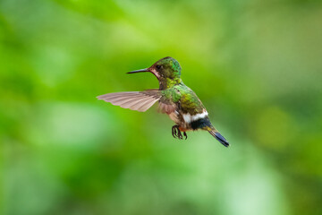 Fototapeta premium The Wire-crested Thorntail, Discosura popelairii is an elegant and iridescent hummingbird of Ecuador. It's long thin crest and long tail account for its name.