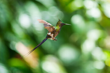 The Wire-crested Thorntail, Discosura popelairii is an elegant and iridescent hummingbird of Ecuador. It's long thin crest and long tail account for its name.