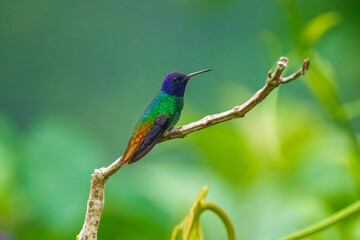 Flying Golden-tailed Sapphire - Chrysuronia oenone, beautiful colored hummingbird from Andean slopes of South America, Wild Sumaco, Ecuador. Colibri