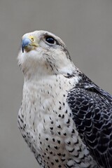 Peregrine falcon raptor bird portrait