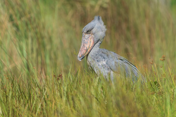 Obraz premium Shoebill (balaeniceps rex)