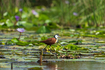 African jacana (Actophilornis africanus)