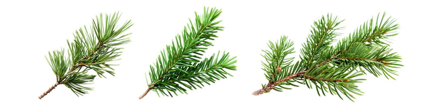 Set of twigs of pine branch isolated on white