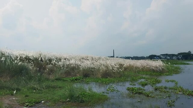 morning in the field