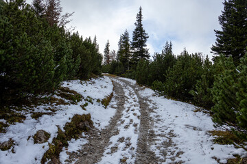 A photo of a trail through a forest with snow on the ground