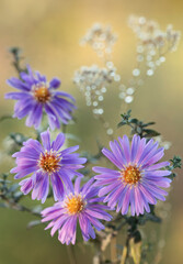 Jesienne kwiaty, fioletowe Astry, tapeta, dekoracja. © mycatherina