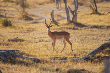 Impala - Aepyceros melampus medium-sized antelope found in eastern and southern Africa. The sole member of the genus Aepyceros, jumping and fast running mammal, brown color grazing herbivore.