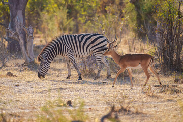 Zebra orange sunrise in Africa Plains zebra, Equus quagga, in the grassy nature habitat, evening light,  Wildlife sun scene 
