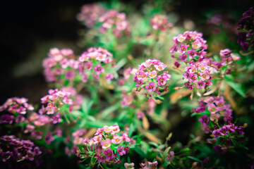 Vivid flower in HD