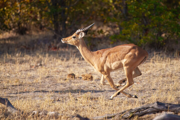 Impala - Aepyceros melampus medium-sized antelope found in eastern and southern Africa. The sole member of the genus Aepyceros, jumping and fast running mammal, brown color grazing herbivore.