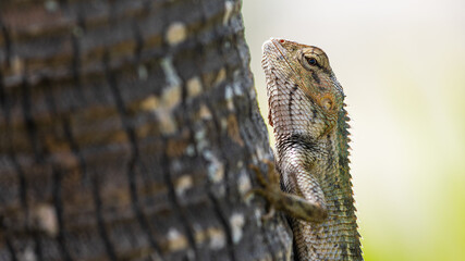 Lézard accroché à un arbre, de profil, regardant la caméra