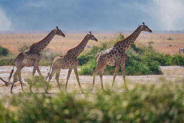 Group of giraffes  walking through the valley, Chobe National Park, Botswana