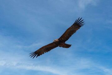Majestic Tawny Eagle, Okavango Delta, Botswana