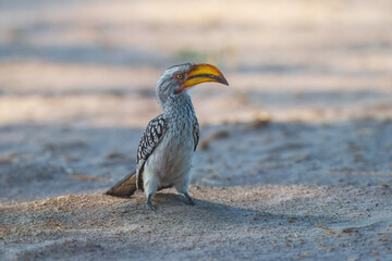 Southern Yellow-billed Hornbill, Tockus leucomelas, bird with big bill in the nature habitat with evening sun, sitting on the branch, on the ground, close up