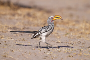 Southern Yellow-billed Hornbill, Tockus leucomelas, bird with big bill in the nature habitat with evening sun, sitting on the branch, on the ground, close up