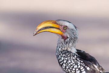 Southern Yellow-billed Hornbill, Tockus leucomelas, bird with big bill in the nature habitat with evening sun, sitting on the branch, on the ground, close up