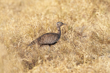 Red-crested korhaan bustard, Lophotis ruficrista, bird in the grass, morning light, okavango delta, Moremi, Botswana. Wildlife scene from African nature. Sunrise in nature.