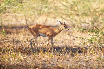 Steenbok, Raphicerus campestris, fire burned destroyed savannah. Animal in fire burnt place, Cheetah lying in black ash and cinders, Savuti, Chobe NP in Botswana. Hot season in Africa. Botswana wild.