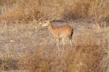 Steenbok, Raphicerus campestris, fire burned destroyed savannah. Animal in fire burnt place, Cheetah lying in black ash and cinders, Savuti, Chobe NP in Botswana. Hot season in Africa. Botswana wild.
