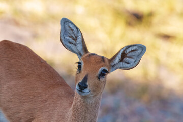 Steenbok, Raphicerus campestris, fire burned destroyed savannah. Animal in fire burnt place, Cheetah lying in black ash and cinders, Savuti, Chobe NP in Botswana. Hot season in Africa. Botswana wild.