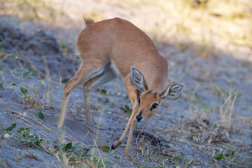 Steenbok, Raphicerus campestris, fire burned destroyed savannah. Animal in fire burnt place, Cheetah lying in black ash and cinders, Savuti, Chobe NP in Botswana. Hot season in Africa. Botswana wild.