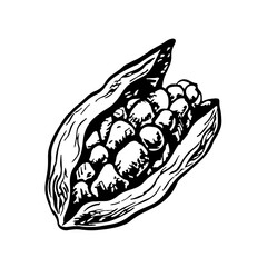 Cardamom. Vector graphics with the image of fragrant spices. A black and white hand-drawn illustration. On a white background. Great for cooking recipes, menus, posters or labels.
