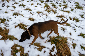 A photo of a dog is sniffing the grass in the snow