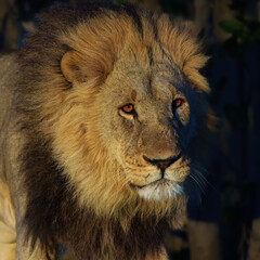 African lion (Panthera leo), male lion, Moremi game reserve, Botswana, Captivating images of Africa's lions, Experience the the wild essence of the continent.
