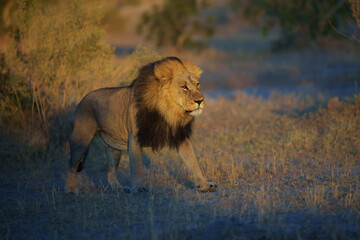 African lion (Panthera leo), male lion, Moremi game reserve, Botswana, Captivating images of Africa's lions, Experience the the wild essence of the continent.