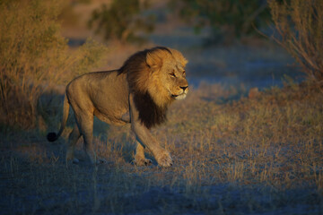 African lion (Panthera leo), male lion, Moremi game reserve, Botswana, Captivating images of Africa's lions, Experience the the wild essence of the continent.