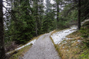 A photo of a trail through a forest with snow on the ground