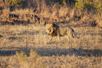 African lion (Panthera leo), male lion, Moremi game reserve, Botswana, Captivating images of Africa's lions, Experience the the wild essence of the continent.