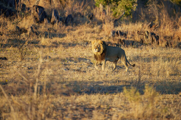 African lion (Panthera leo), male with female lion, Moremi game reserve, Botswana, Captivating images of Africa's lions, Experience the the wild essence of the continent.