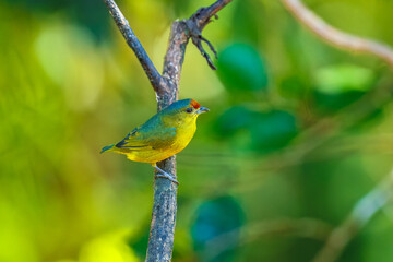 Orange-bellied Euphonia - Euphonia xanthogaster black and yellow bird in finch family Fringillidae, found in South America, subtropical or tropical moist lowland forest and moist montane forest. 