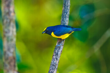 Orange-bellied Euphonia - Euphonia xanthogaster black and yellow bird in finch family Fringillidae, found in South America, subtropical or tropical moist lowland forest and moist montane forest. 