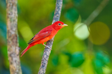Summer tanager (Piranga rubra) is a medium-sized American songbird. Formerly placed in the tanager family (Thraupidae), it and other members of its genus are now classified in the cardinal family
