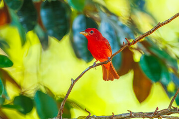 Summer tanager (Piranga rubra) is a medium-sized American songbird. Formerly placed in the tanager family (Thraupidae), it and other members of its genus are now classified in the cardinal family