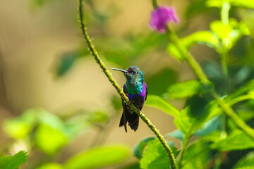 Green-crowned woodnymph, Thalurania fannyi The Hummingbird is hovering and drinking the nectar from the beautiful flower in the rain forest.