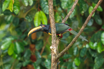 The fiery-billed aracari or fiery-billed ara&ccedil;ari (Pteroglossus frantzii) is a toucan, a near-passerine bird. It breeds only on the Pacific slopes of southern Costa Rica and western Panama.