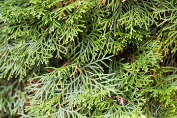 Autumn color captured with a macro lens. Poland.
