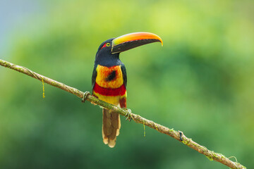 The fiery-billed aracari or fiery-billed araçari (Pteroglossus frantzii) is a toucan, a near-passerine bird. It breeds only on the Pacific slopes of southern Costa Rica and western Panama.