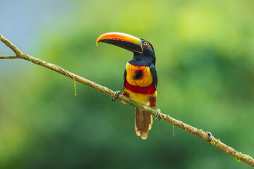 The fiery-billed aracari or fiery-billed araçari (Pteroglossus frantzii) is a toucan, a near-passerine bird. It breeds only on the Pacific slopes of southern Costa Rica and western Panama.