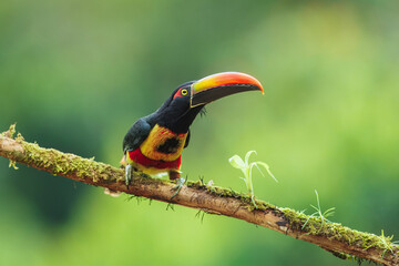 The fiery-billed aracari or fiery-billed araçari (Pteroglossus frantzii) is a toucan, a near-passerine bird. It breeds only on the Pacific slopes of southern Costa Rica and western Panama.