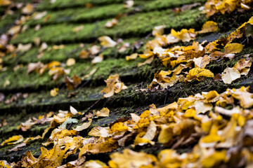 Autumn color captured with a macro lens. Poland.