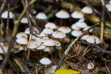 Autumn color captured with a macro lens. Poland.